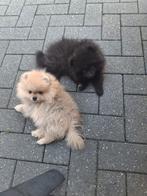 2 mooie pomeriaan puppy s, Rabiës (hondsdolheid), Overige rassen, 8 tot 15 weken, Meerdere