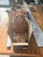 Huisdierservice aan huis, November, Vrouwelijk