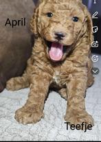 Australian Labradoodle pups (geteste ouders), Dieren en Toebehoren, Overige rassen, 8 tot 15 weken, Meerdere, Meerdere dieren