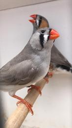 Koppel bleekrug, Dieren en Toebehoren, Vogels | Overige Vogels, Meerdere dieren, Tropenvogel