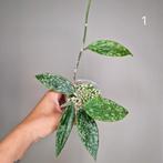Hoya Rangsan, Overige soorten, Minder dan 100 cm, Bloeiende kamerplant, Halfschaduw