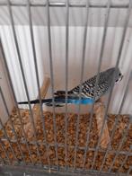 Dun fallow split blackface man, Mannelijk, Parkiet, Geringd