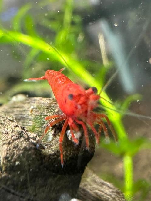 Cherry shrimp (aquarium garnalen), Dieren en Toebehoren, Vissen | Aquariumvissen, Zoetwatervis, Kreeft, Krab of Garnaal