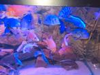 45 Malawi Fish, Dieren en Toebehoren, Vissen | Aquariumvissen, Vis, Zoetwatervis, Schoolvis