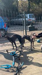 Wippethpups, Dieren en Toebehoren, Honden | Windhonden, Whippet, 8 tot 15 weken, Meerdere, Meerdere dieren