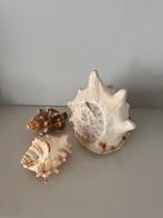 Set 3 schelpen - grote vleugelhoorn, Verzamelen, Mineralen en Fossielen, Ophalen of Verzenden, Schelp(en)
