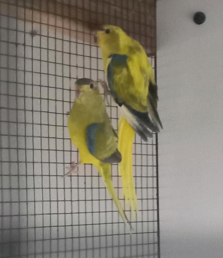 Bonte Elegant mannen gevraagd, Dieren en Toebehoren, Vogels | Parkieten en Papegaaien, Parkiet, Mannelijk, Geringd