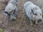 Minivarkens, Dieren en Toebehoren, Mannelijk, Varken, 6 jaar of ouder
