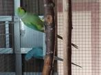 Halsband parkieten koppel, Dieren en Toebehoren, Vogels | Parkieten en Papegaaien, Meerdere dieren, Parkiet