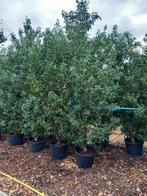 Tuinplanten, Tuin en Terras, Planten | Struiken en Hagen, Ophalen, Laurier, Haag, 250 cm of meer