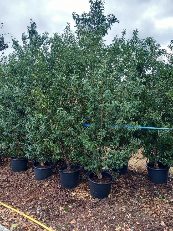Tuinplanten, Tuin en Terras, Planten | Struiken en Hagen, Haag, Laurier, 250 cm of meer, Ophalen