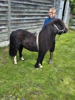 Zwartbonte hengst luxe type! Supermak!, Dieren en Toebehoren, Paarden en Pony's | Dekhengsten en Fokmerries, Hengst