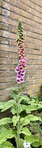 Vingerhoedskruid / Digitalis purpurea eerste jaars stekken, Volle zon, Tweejarig, Zomer, Ophalen