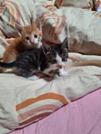 Kittens, Dieren en Toebehoren, Overige rassen, 8 tot 15 weken, Meerdere, Meerdere dieren