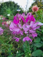 Zaden Cleome Mauve Queen, Verzenden, Volle zon