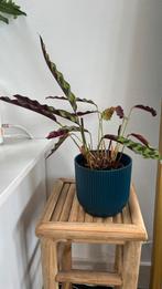 Calathea Lancifolia Rattlesnake / Kamerplant, Ophalen, Overige soorten, Minder dan 100 cm