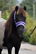 ** SUPER LIEVE EN KNAPPE GROTE BONTE  SHETLANDER **, Dieren en Toebehoren, 0 tot 2 jaar, Hengst, A pony (tot 1.17m), Recreatiepony