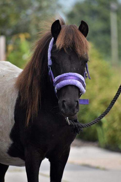 ** SUPER LIEVE EN KNAPPE GROTE BONTE  SHETLANDER **, Dieren en Toebehoren, Pony's, Hengst, A pony (tot 1.17m), Recreatiepony, 0 tot 2 jaar