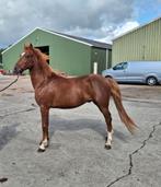 2 jarige New Forest hengst, Dieren en Toebehoren, Pony's, 0 tot 2 jaar, Hengst, Gechipt, Onbeleerd