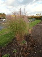 Prachtige siergras zie foto koopje, Tuin en Terras, Gras en Kunstgras, Ophalen, Zo goed als nieuw, 20 m² of meer