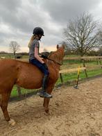 Bijrijder aangeboden lease pony gezocht;), Dieren en Toebehoren, Paarden en Pony's | Verzorgingsproducten, Ophalen of Verzenden