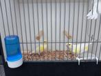 Geel Mozaïek Kanaries, Dieren en Toebehoren, Vogels | Kanaries, Mannelijk, Kleurkanarie