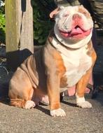 Old English Bulldog dekreu, Dieren en Toebehoren, Rabiës (hondsdolheid), Reu, 1 tot 2 jaar, Bulldog