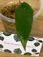 Alocasia Scalprum, Ophalen of Verzenden, Halfschaduw, Minder dan 100 cm