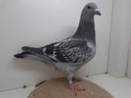 Kleurpostduif kleurpostduiven, Dieren en Toebehoren, Mannelijk, Postduif