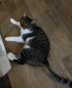 Cyperse poes (Europese korthaar), Dieren en Toebehoren, Katten en Kittens | Overige Katten, Poes, Kortharig, 0 tot 2 jaar