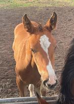 Merrieveulen van Cero Blue, Dieren en Toebehoren, Paarden, Merrie, Minder dan 160 cm, 0 tot 2 jaar