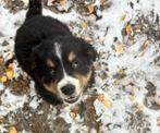 Ontzettende lieve en knappe berner sennen reu, Dieren en Toebehoren, Honden | Niet-rashonden, Reu, 8 tot 15 weken, Groot, Eén hond