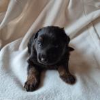 Laatste prachtige Oudduitse herder pup teefje, Dieren en Toebehoren, Honden | Herdershonden en Veedrijvers, CDV (hondenziekte)