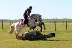 Bijrijder Connemara pony, Met stamboom, Minder dan 160 cm, Ruin, L