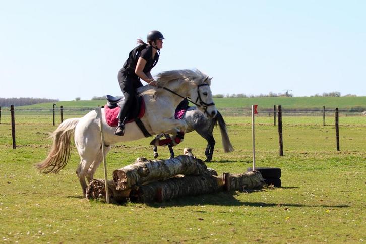 Bijrijder Connemara pony, Dieren en Toebehoren, Paarden, Ruin, L, Minder dan 160 cm, 11 jaar of ouder, Recreatiepaard, Met stamboom