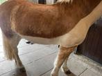 Paard / Pony scheren, Verzorging of Verzorgpony's