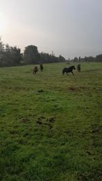 Gezocht weide!!, Dieren en Toebehoren, Stalling en Weidegang, 4 paarden of pony's of meer, Weidegang