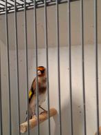 Kleine putters parva man / van  2025