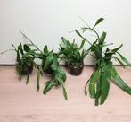 Epiphyllum oxypetalum en phyllanthus, populaire kamerplanten, Huis en Inrichting, Overige soorten, Ophalen of Verzenden, In pot