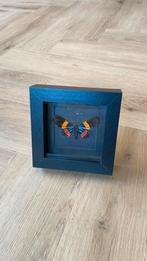 Mot opgezet taxidermie Miliona Drucei in 3d lijst, Ophalen of Verzenden, Nieuw, Insect, Opgezet dier