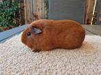 Mooie rode cavia zeug, Dieren en Toebehoren, Knaagdieren, Cavia, Augustus, Vrouwelijk, Tam
