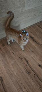 Gratis jong kat, Dieren en Toebehoren, Katten en Kittens | Overige Katten, Kater, Kortharig