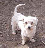 Maltezer dekreutje. Rasecht., Dieren en Toebehoren, Parvo, Reu, Eén hond, 3 tot 5 jaar