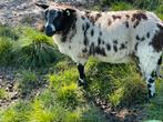 Te koop  twee dekrammen, Dieren en Toebehoren, Schapen, Geiten en Varkens, Vrouwelijk, Geit