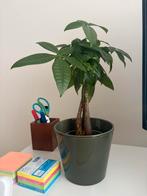 Geld/euro/kamee/bureau plant, Huis en Inrichting, Kamerplanten, Ophalen of Verzenden, Halfschaduw, Minder dan 100 cm