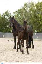 2 jarige 1e premie friese merrie, jaarling friese hengst, Dieren en Toebehoren, Paarden, Meerdere dieren, Niet van toepassing