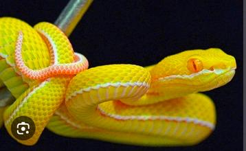 Gezocht Trimeresurus Albolabris Albino en 100%het.albino beschikbaar voor biedingen