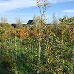 notenbomen: walnoot, hazelaar, tamme kastanje en appel, Tuin en Terras, Planten | Bomen, Ophalen, Volle zon, Overige soorten