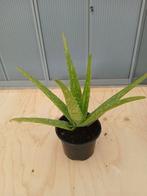 Mooie aloë vera plant, Huis en Inrichting, Kamerplanten, Ophalen, Overige soorten, Halfschaduw, In pot