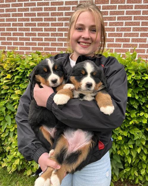 Berner sennenpups, Dieren en Toebehoren, Honden | Herdershonden en Veedrijvers, Meerdere dieren, Overige rassen, Fokker | Hobbymatig